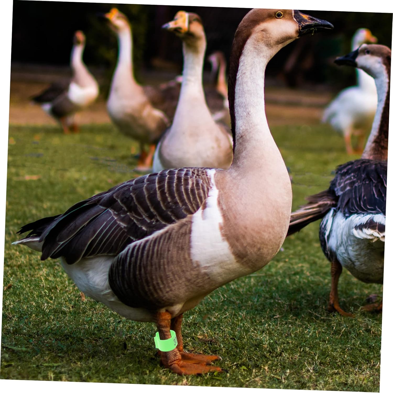 300 Pcs Green Plastic Bird Leg Bands for Pigeons, Chickens, and Quails - Reusable Poultry Identification Rings