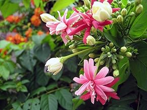 Green Paradise Madhumalti Creeper New Double Petals Rangoon Creeper Combretum Indicum Live Plant Flowers Creeper With Fragrance