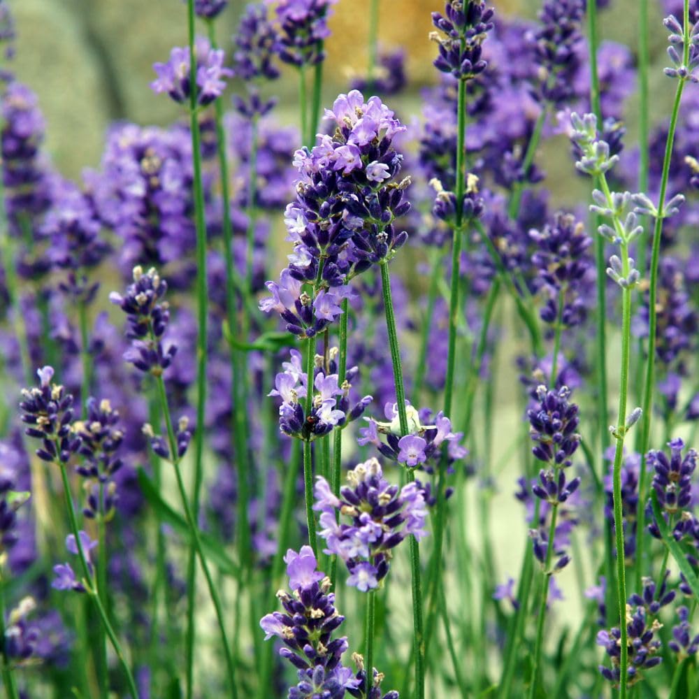 Lavender Intermedia Dutch - Robust Purple Blooms & Aromatic Foliage Ideal for Pollinator-Friendly Gardens, Containers & Borders - 1x 3 Litre Pot by Thompson and Morgan