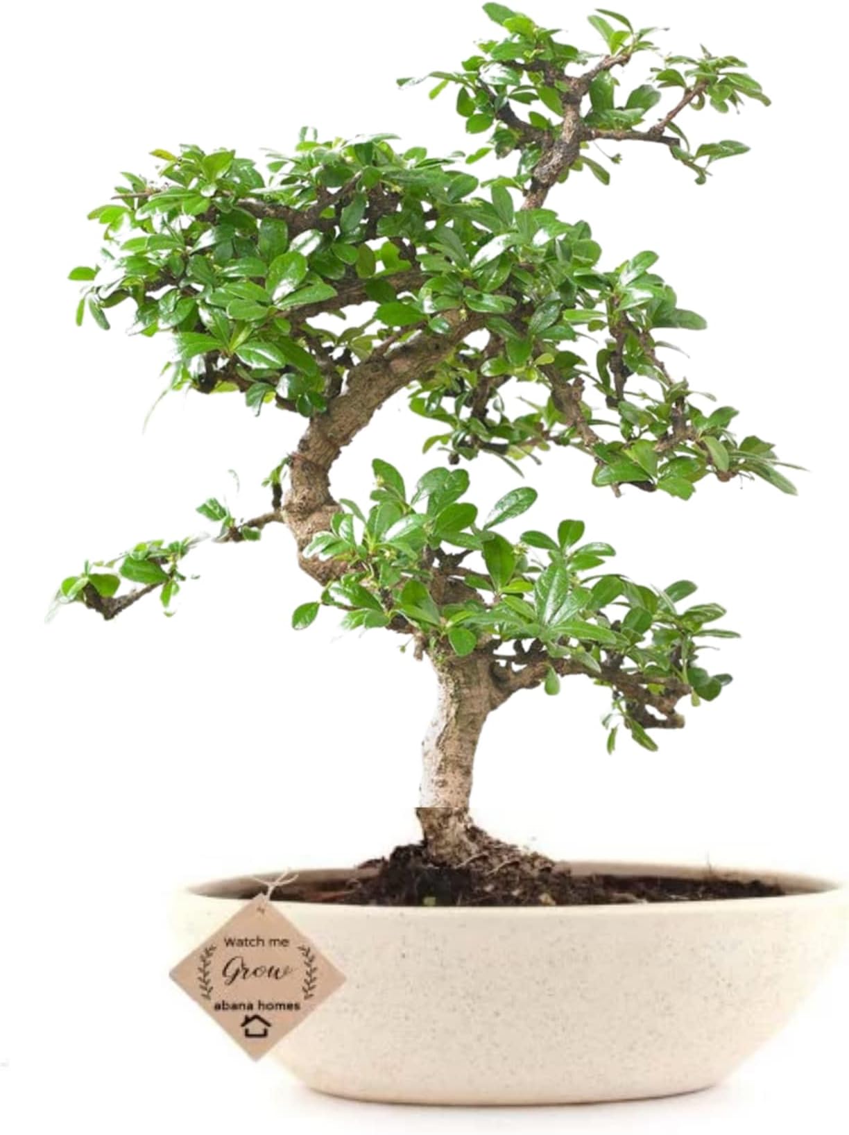 Abana Homes Flowering Carmona Bonsai Plants for Home Indoor Live (4