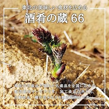 販売停止斑入り ヨモギ ポット苗 蓬 山野草 販売停止斑入り ヨモギ 販売停止斑入り ヨモギ ポット苗 蓬 山野草 販売停止斑入り ヨモギ