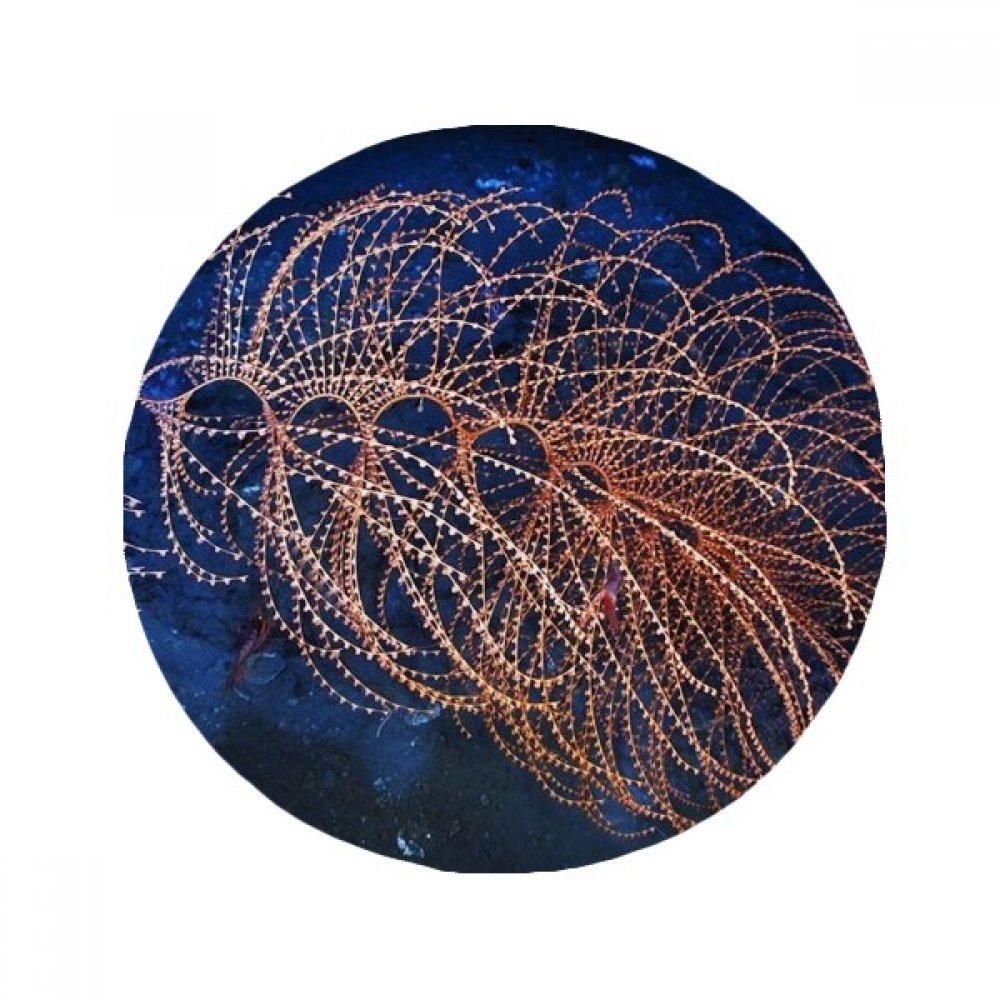 Tapis de sol océanologie antidérapant rond 50x50 cm multicolore pour salon et cuisine