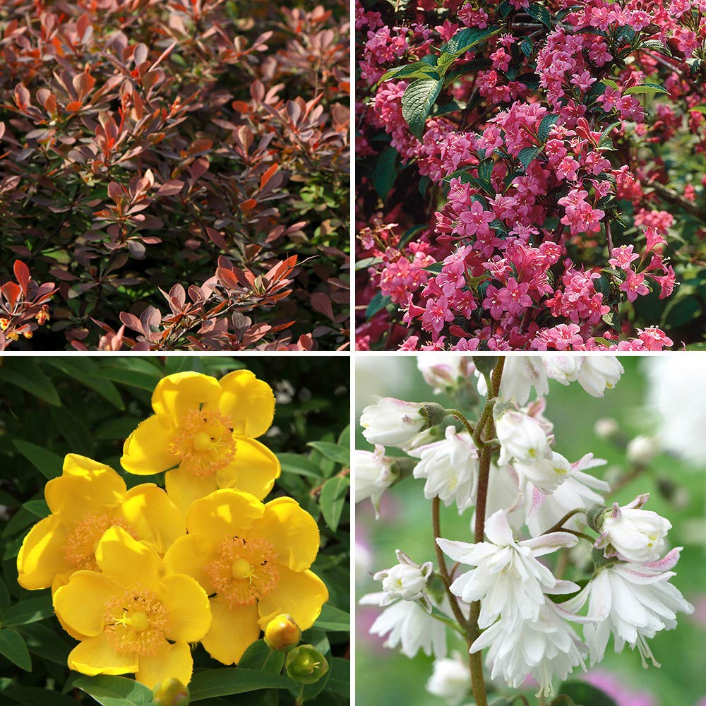 You Garden Shrubs Collection, 12 Bare Root Bushes, Year Round