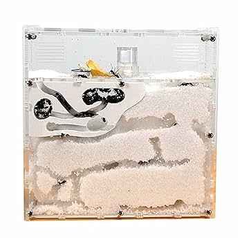 Amazon | MINORIX アリ の 巣 観察 キット (砂は別売) アリの巣