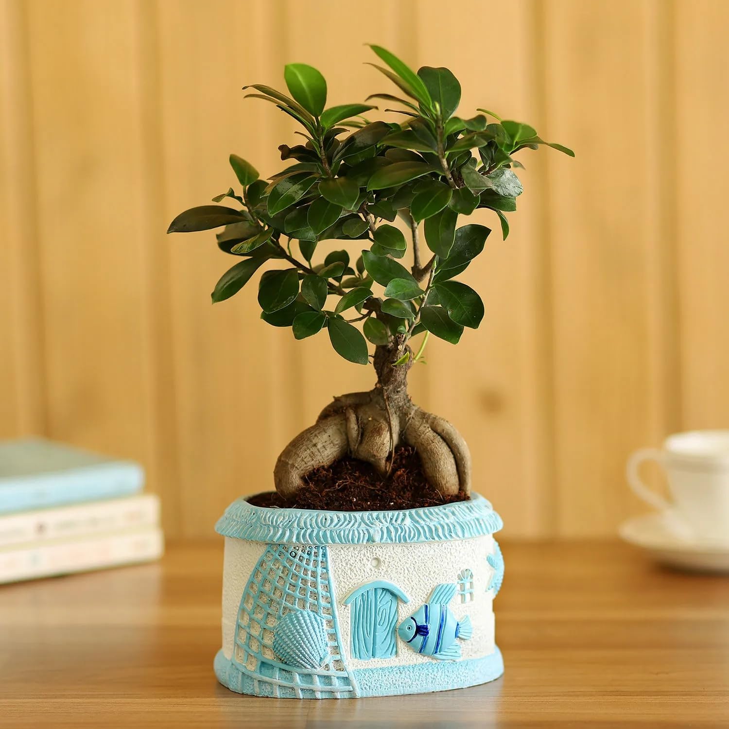 FNP Sea Haven Ficus Bonsai – Elegant Mini Indoor Bonsai Plant for Home & Office Décor, Perfect Green Gift-image-29