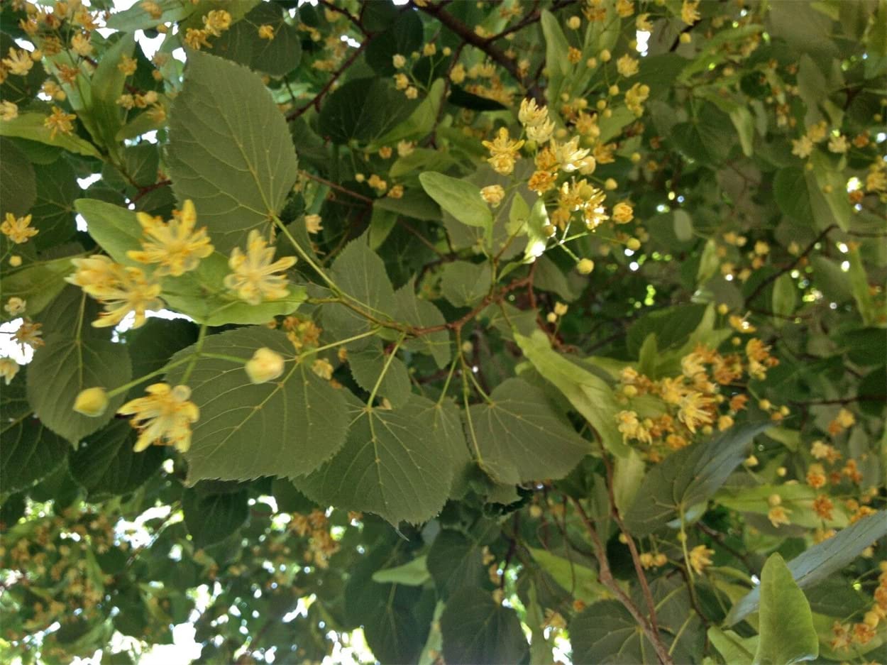 American Linden Tree Leaves