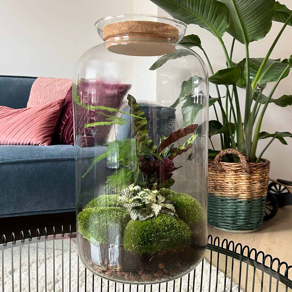 urbanjngl - Sven XL Botanisches Terrarium mit Licht – DIY Kit für Pflanzenökosystem, Ø 23 cm, Höhe 43 cm, ideal für Pflanzenliebhaber und Dekoration