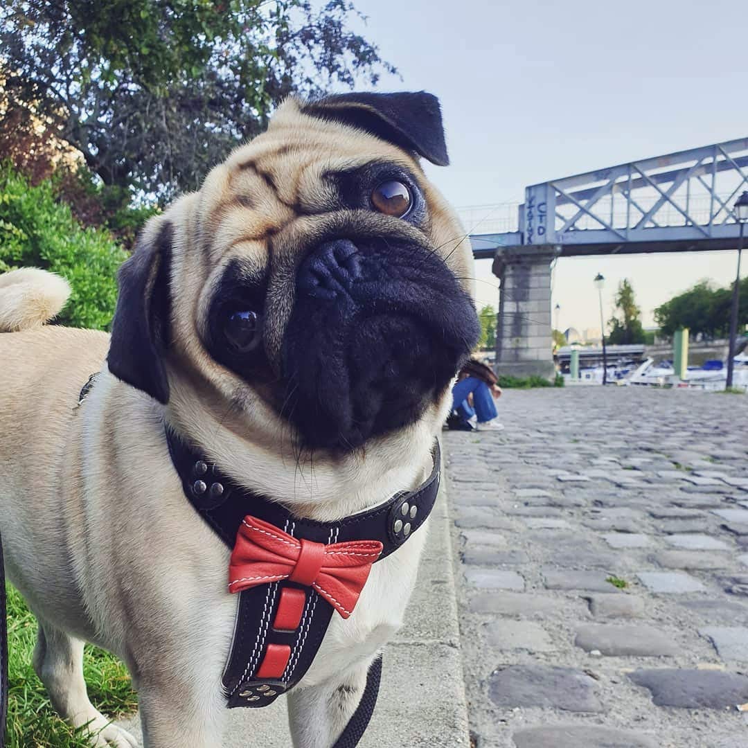 Pettorina Bestia Bowtief in pelle per bulldog francese. 100% pelle. Realizzato a mano Prima qualità.