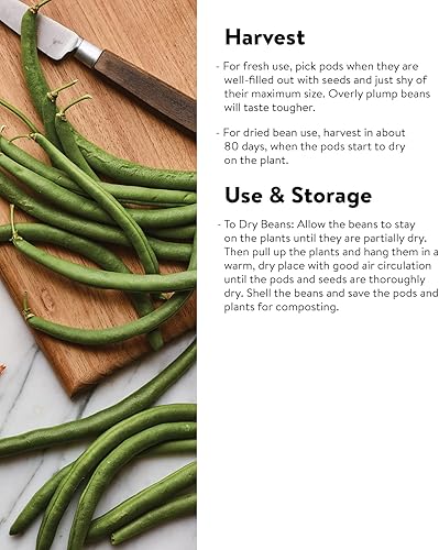 Miniatura 7 de Burpee - Semillas de frijol sin hebras Green Pod Bush, 4 onzas de semillas