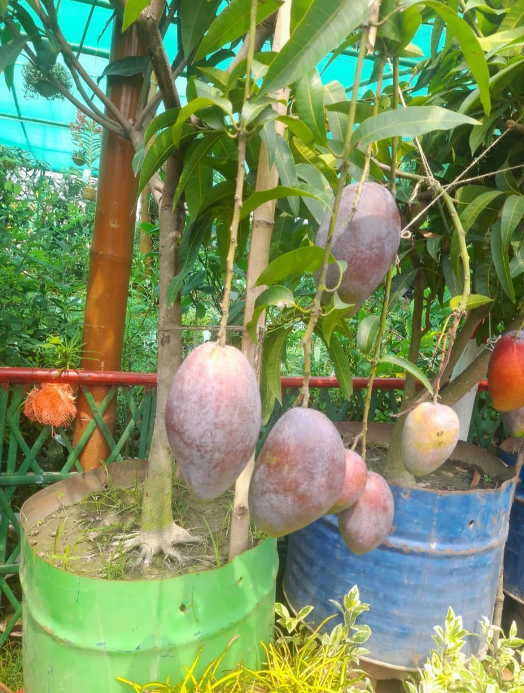 Premium Malihabad Mango Tree for Home Garden, Fresh Producing, Healthy Live Plant (B0CZHZWFGH) Amazon Price History, Amazon Price Tracker
