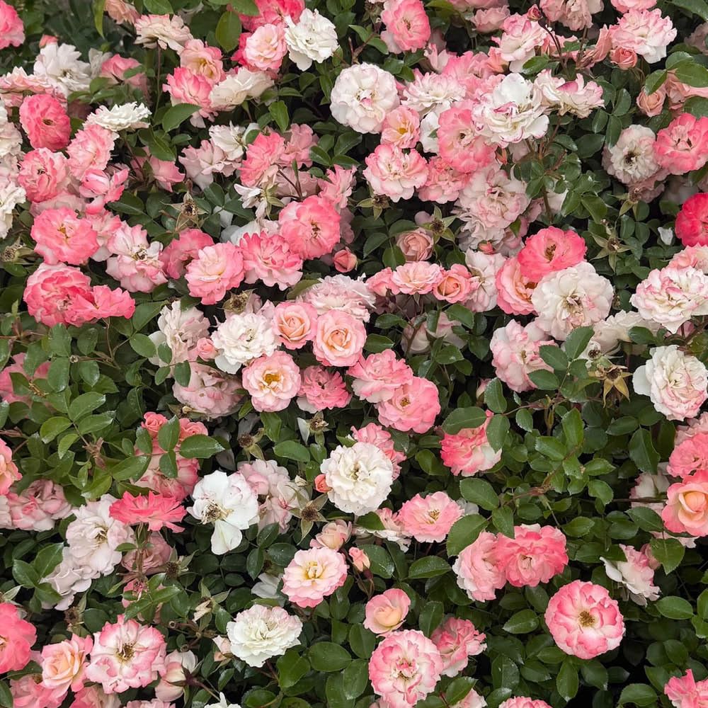 YouGarden Harkness Rose 'Happy Retirement' ™ 4 Litre Pot