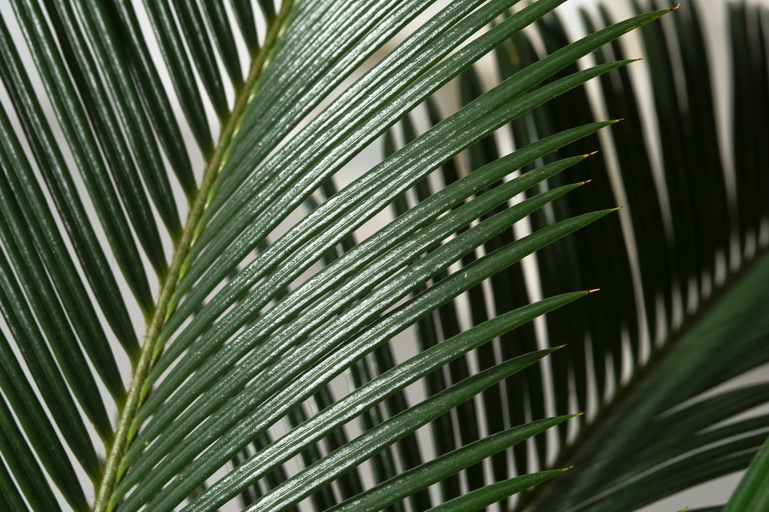 Cycas Revoluta (Sagopalme) Zimmerpflanze – Exotische Palme für Innenräume, Pflegeleicht & Langlebig (2, 60-70 cm)