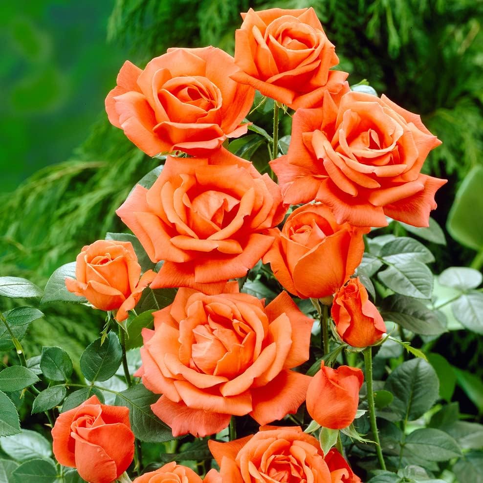 1 Orange Climbing Rose Bare Rooted Plant Bush, 30-40cm Tall Fragrant ...