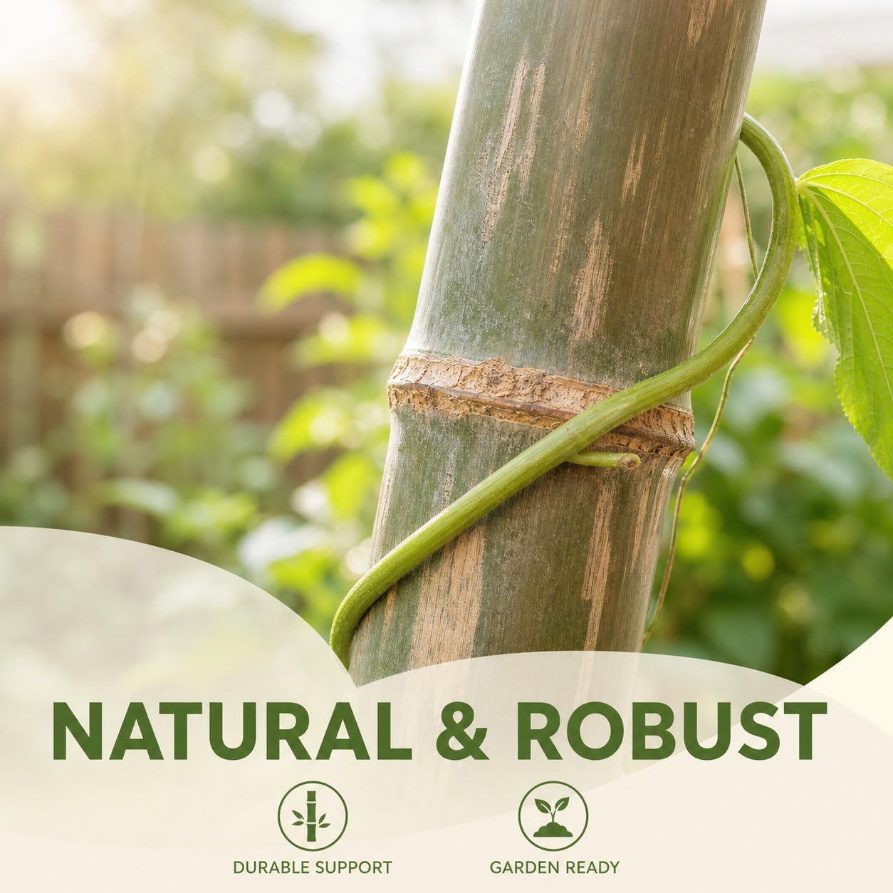 Tutores para Plantas Bambú, Cañas para RAS 200cm, Estacas para Resistentes, Varillas para s, Verde (más de 2 Metros, la raíz Tiene Punta, contactar para envío SF), 50 Unidades