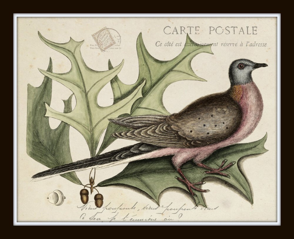 Amazon.com: Vintage Bird and Botanical Print Set No.7 Set of