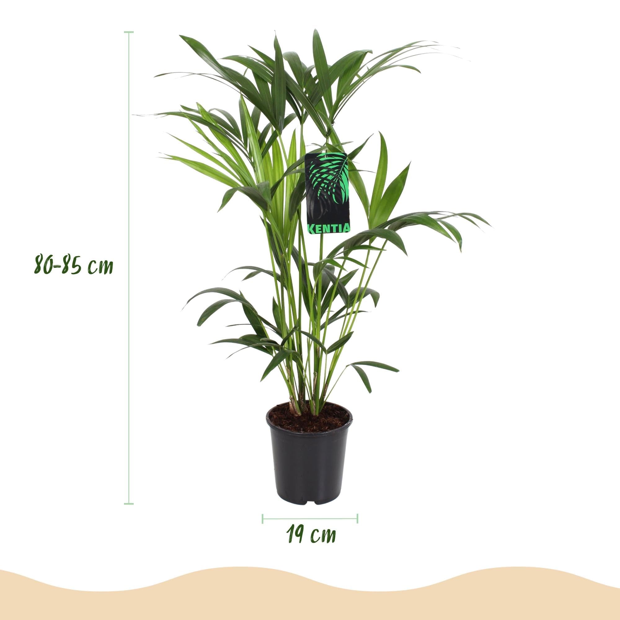 Howea Forsteriana Palma Kentia, 2 rośliny, 80-85 cm, 19 cm, łatwa w pielęgnacji, palmy pokojowe z eleganckimi liśćmi, tropikalne, oczyszczające powietrze zielone rośliny do nowoczesnych wnętrz