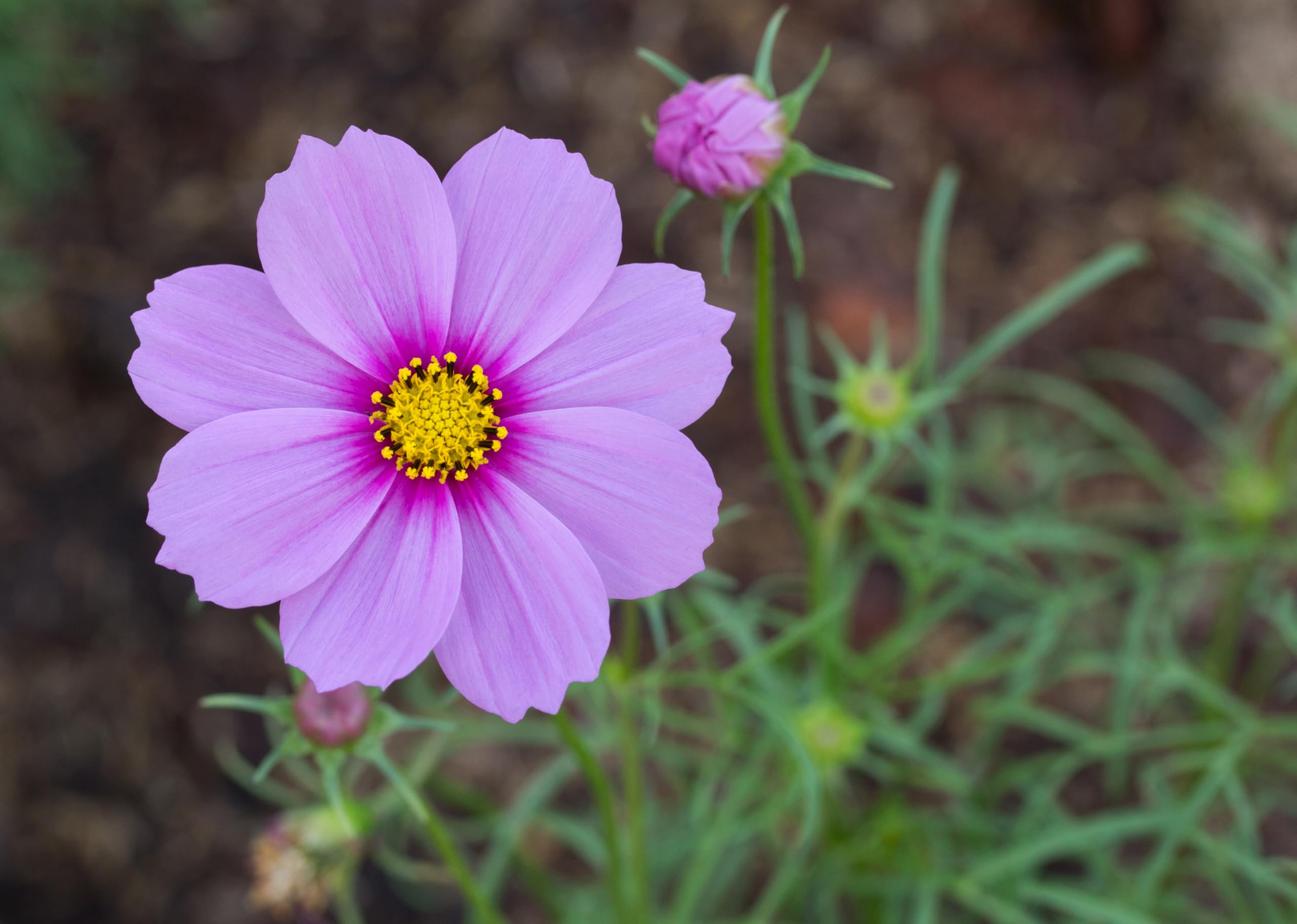 Mr.Organic Cosmos Flower Seeds - Vibrant Home Garden Mix -6 Mr.Organic Cosmos Flower Seeds - Vibrant Home Garden Mix -6
