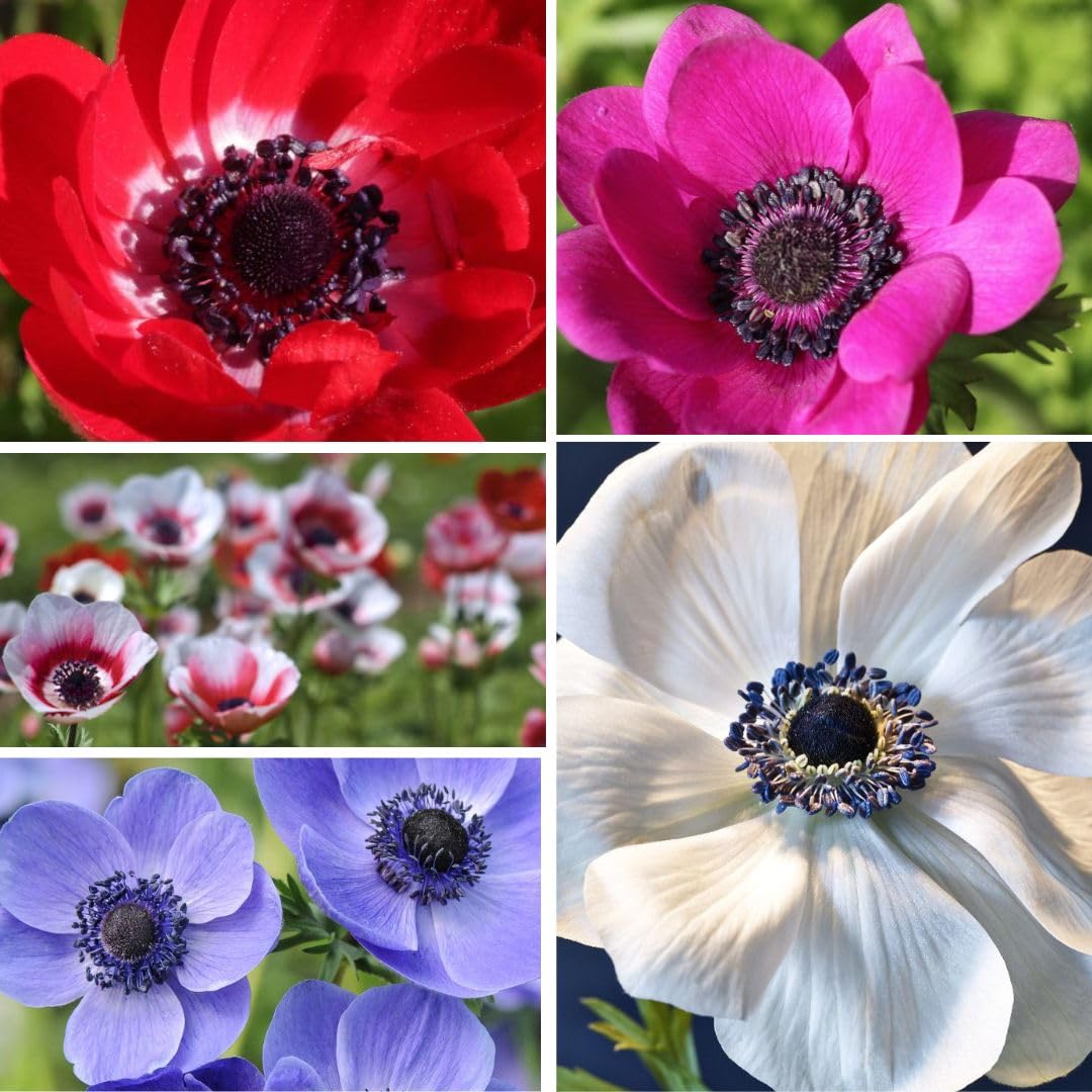 Anemone Rainbow Collection 150 Mixed Bulbs for Spring Colour By T&M