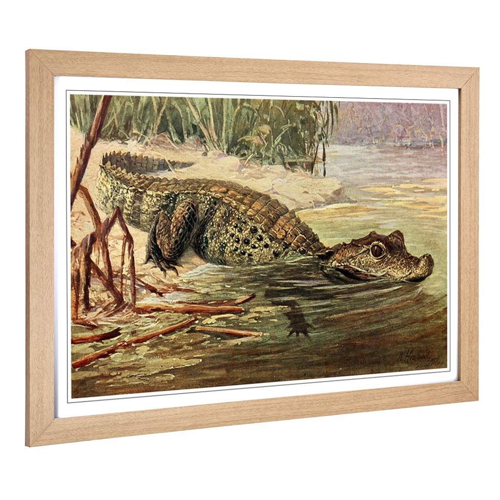 Big Box Art Framed Print of Vintage Heubach. Walter Crocodile Design | Wall Art Picture | Home Decor for Kitchen, Living Room, Bedroom, Hallway, Oak, A2 / 24.5x18 Inch / 62x45cm