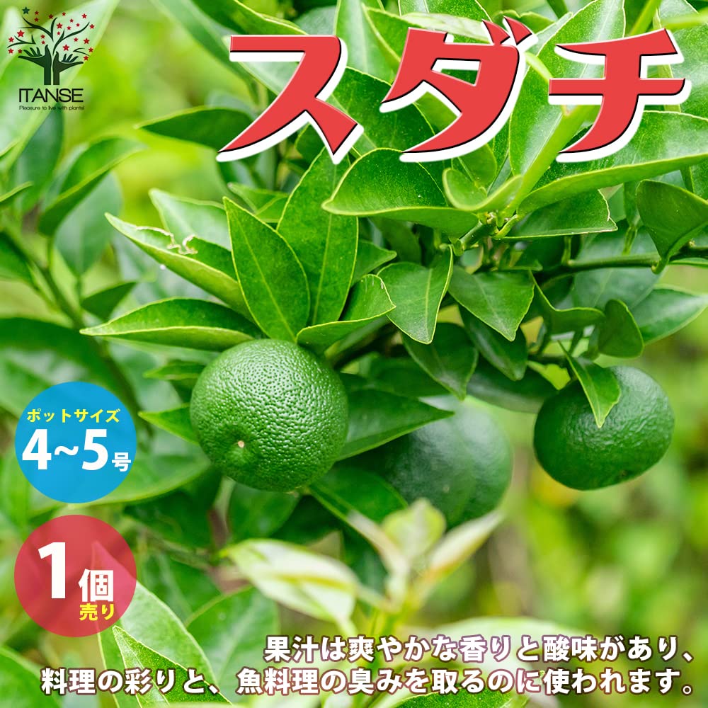Amazon.co.jp: スダチの苗 4～5号ポット 接木苗【品種で選べる果樹苗/1