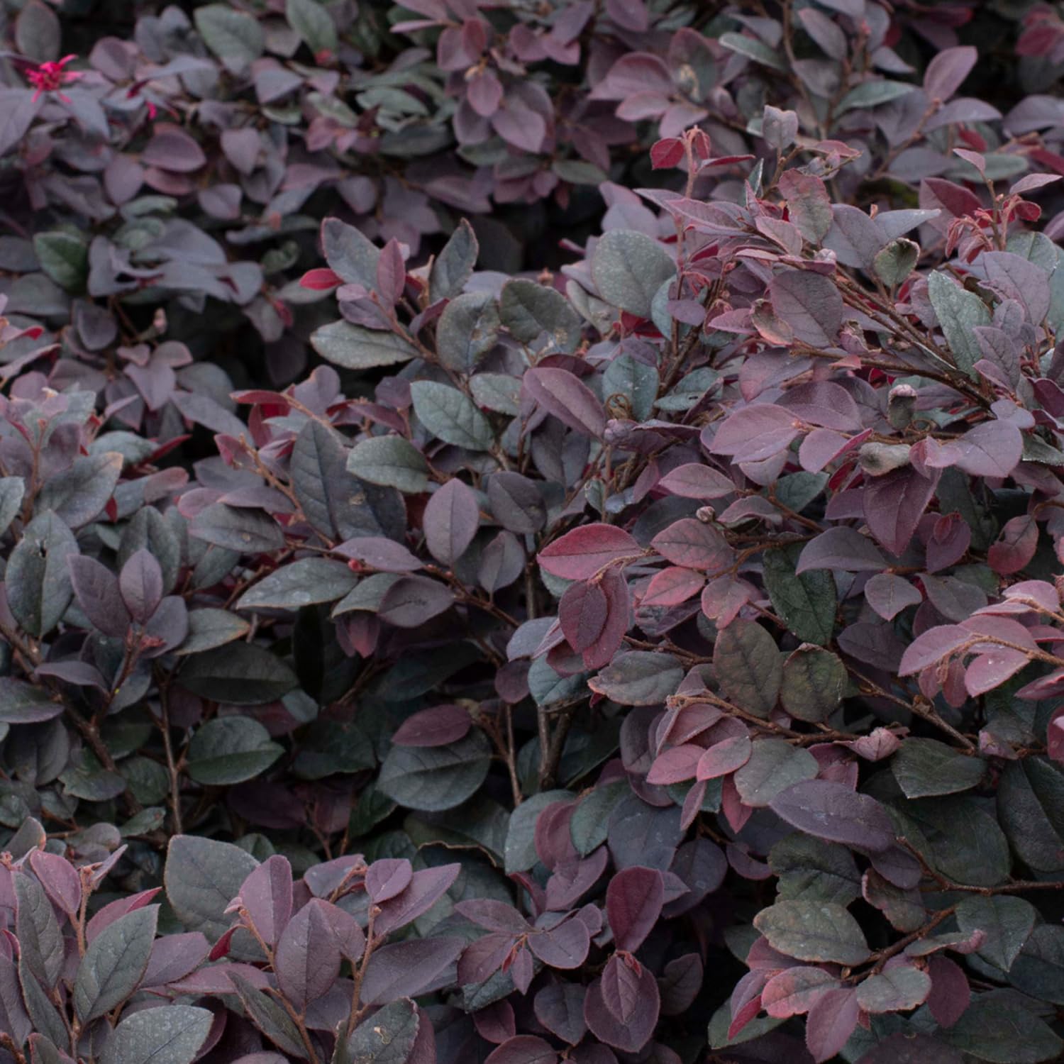 Hug A Plant | Loropetalum/Chinese Fringe Bush plant Ornamental/Flowering Live Plant (Home & Garden) (B0CJNXQ9NQ) Amazon Price History, Amazon Price Tracker