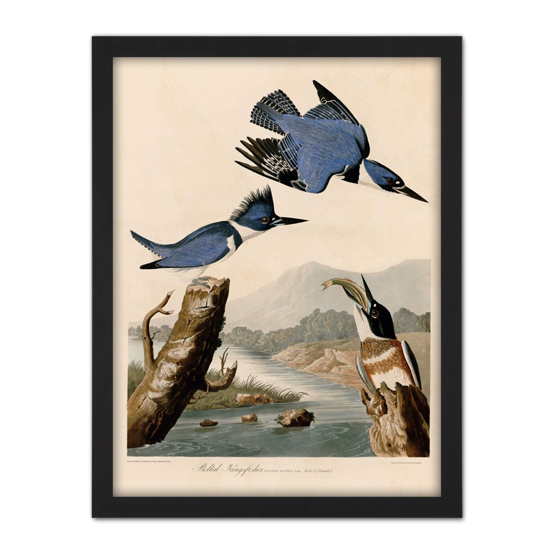 Artery8 Audubon Birds America Belted Kingfisher Artwork Framed Wall Art Print 18X24 Inch