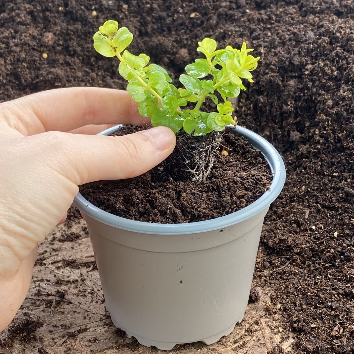 Brookside Nursery Fuchsia Recyclable Taupe-Grey 10Cm Plastic Plant Pots (10)