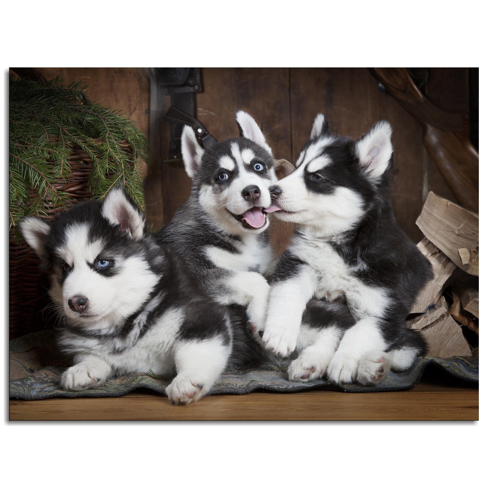 Cute Siberian Huskies Puppies