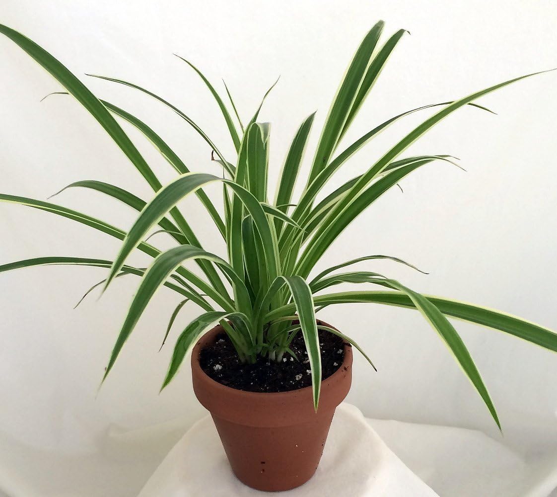 unique- from jmbamboo-Reverse Variegated Spider Plant - 4" Clay Pot for Better Growth - Cleans the Air
