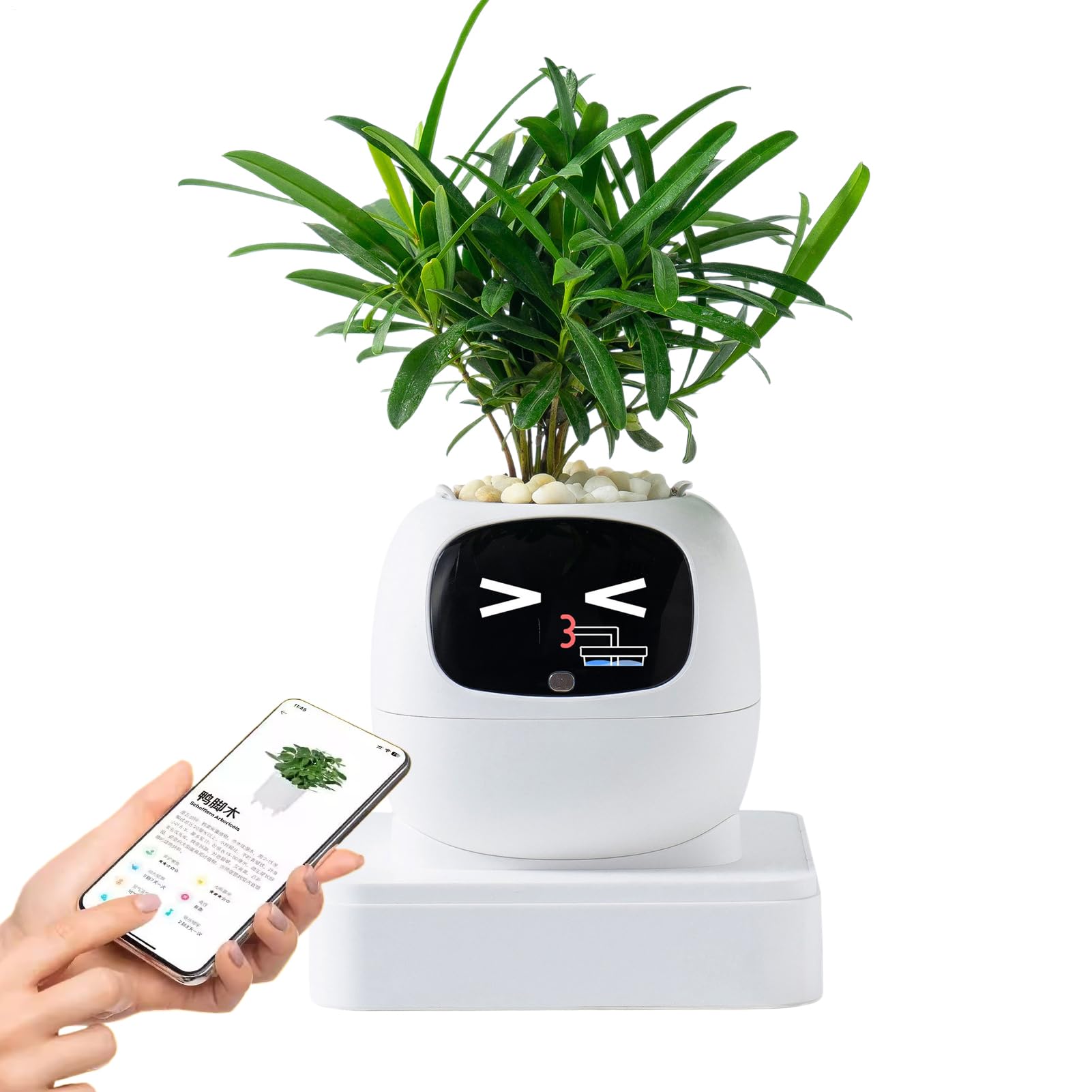 Vaso Intelligente Per Piante Portavasi Multifunzione con Espressioni | Contenitore per e Piante Grasse per Interni Casa Appartamento Balcone Terrazza Regalo Compleanno San Festa della