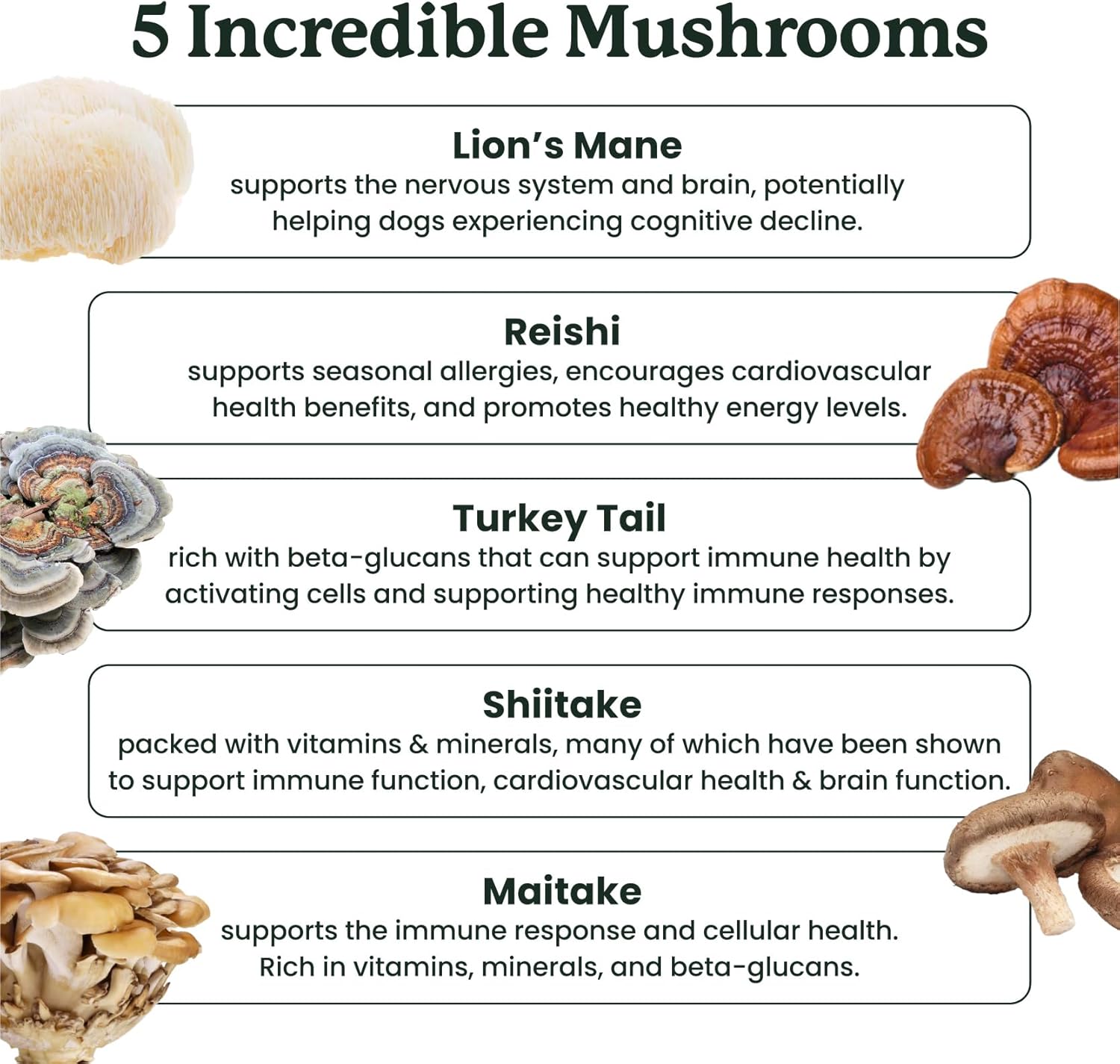 Lolahemp Mushroom Supplement for Dogs - Tasty Chews with Organic Mushroom Complex for Immune System & Cognitive Health - Turkey Tail, Reishi, Shiitake, Maitake & Lion's Mane