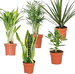 Bloomique - 5er-Mix - Pflegeleichte Pflanzenmischung - Chamaedorea, Sansevieria, Clusia, Dypsis, Dracaena - 20-40 cm Hoch - Topf 12 cm product image