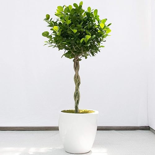 Daniella Ficus - Trenza de higo llorón, planta viva en una maceta de cultivo de 10 pulgadas, Ficus Moclame, hermosa planta de interior purificadora