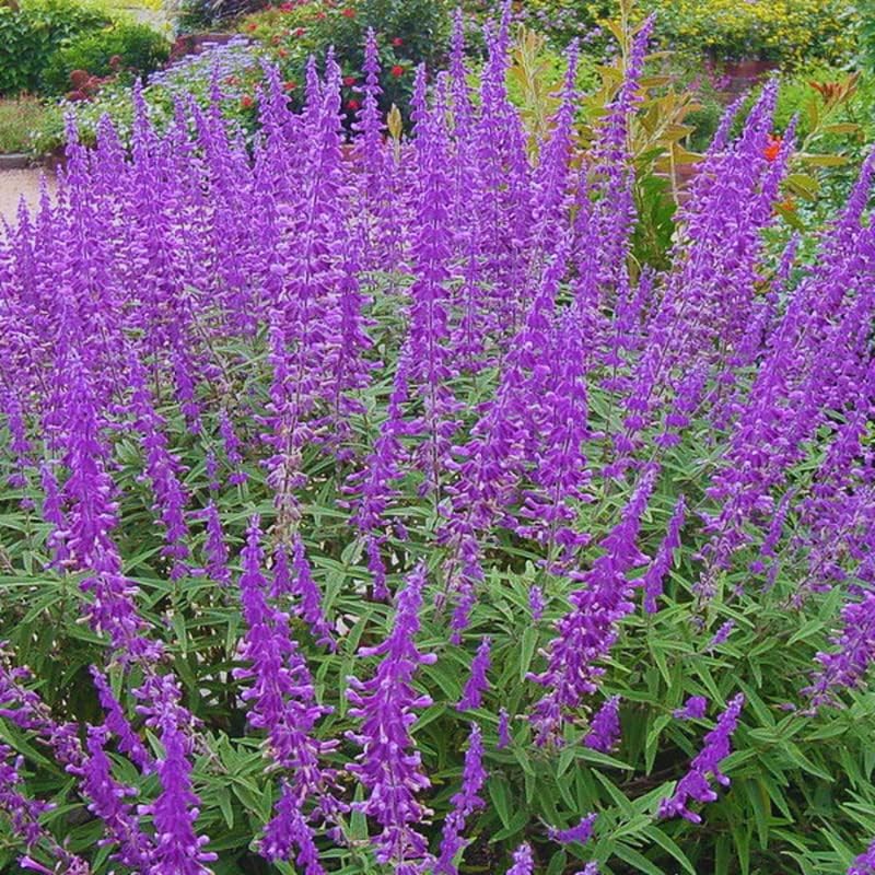 Planta de salvia mexicana Salvia viva completamente enraizada, tamaño 1 galón, planta de salvia viva