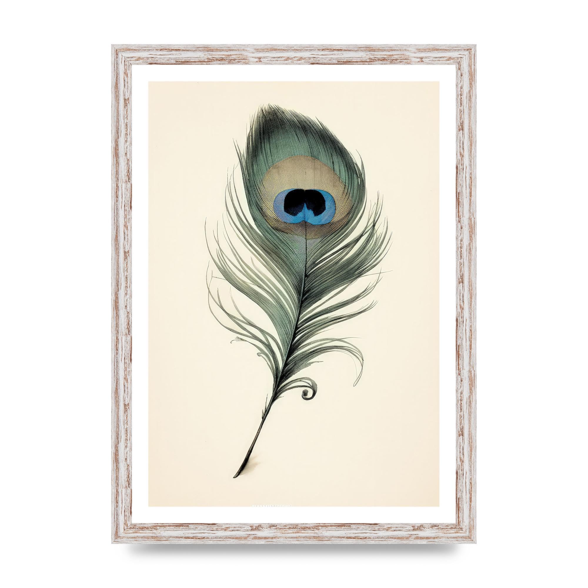 Lithobee - Peacock feather with blue and green hues Home Wall Art Prints in Sizes A2, A3 & A4 Framed in a Stylish Quality Coloured Frame or Unframed - A3 White Distressed Frame