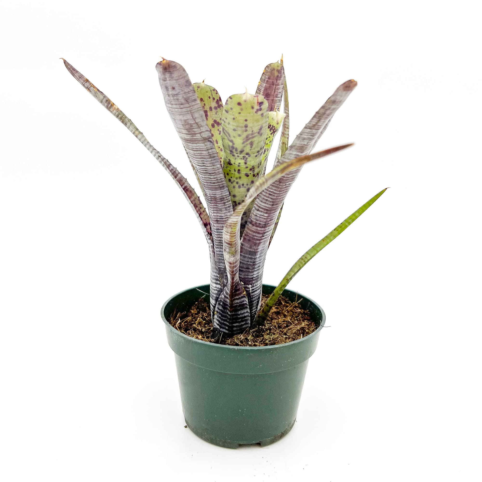 ragnaroc Neoregelia Pauciflora
