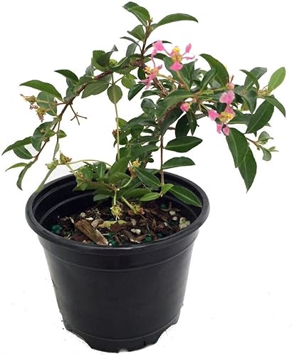Barbados Cherry Plant - Malpighia emarginata - Interior/Exterior - Maceta de 4"