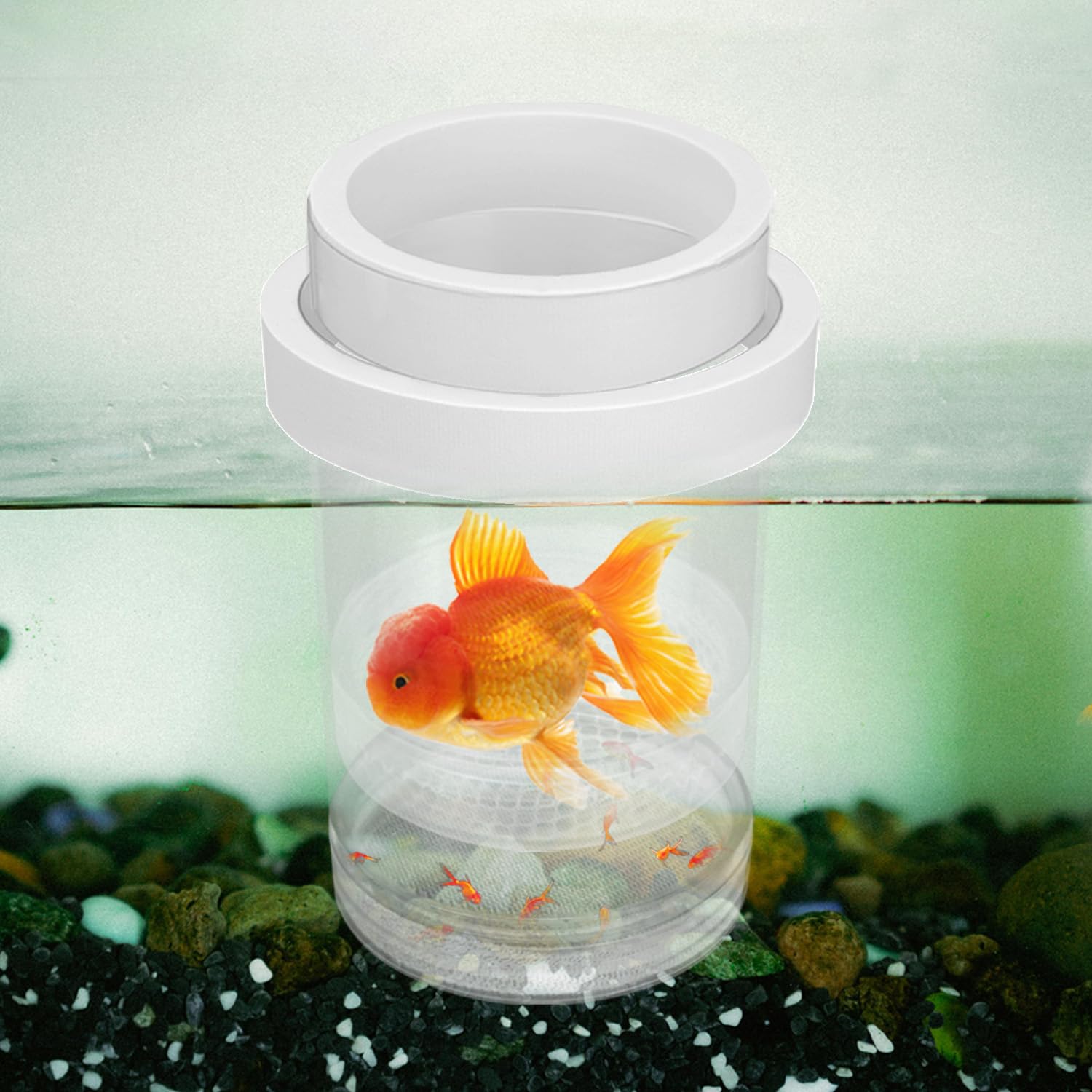 BOXOB Small Breeder Box for Fish Tank Fish Tank Hatchery Fry Hatching Incubator Breeding Box Floating Separator Aquarium Isolation Hatchery for Baby Fishes Brine Shrimp Guppy - Image 3