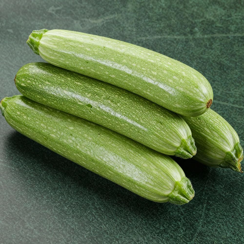 Marrow Zucchino Genovese Seeds – Early, Vigorous Bush Italian Courgette Variety – Heavy Cropper with Long Grey-Green Fruits – Easy to Grow