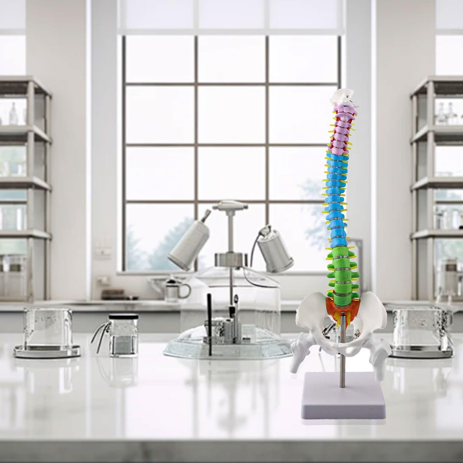 45 cm Human Model With Colour-Coded Anatomy 45 cm Human Model With