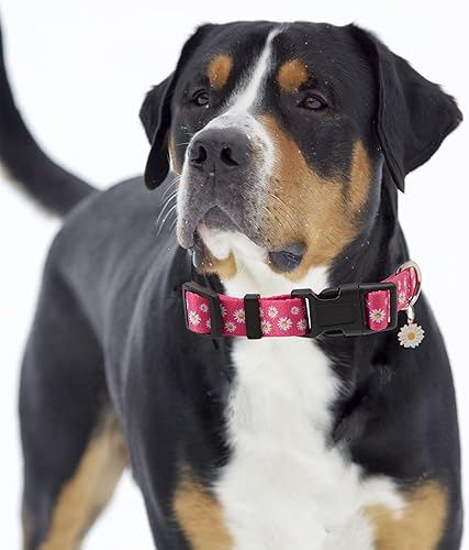 Miniatura 4 de Lindo collar de perro para perros pequeños, collar de perro pequeño para hembras y machos, collares de perros niños y niñas, collar de perro de