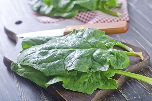 Miniatura 4 de Semillas de espinacas gigantes durante todo el año Verduras tradicionales verdes para plantar semillas sin OMG 300