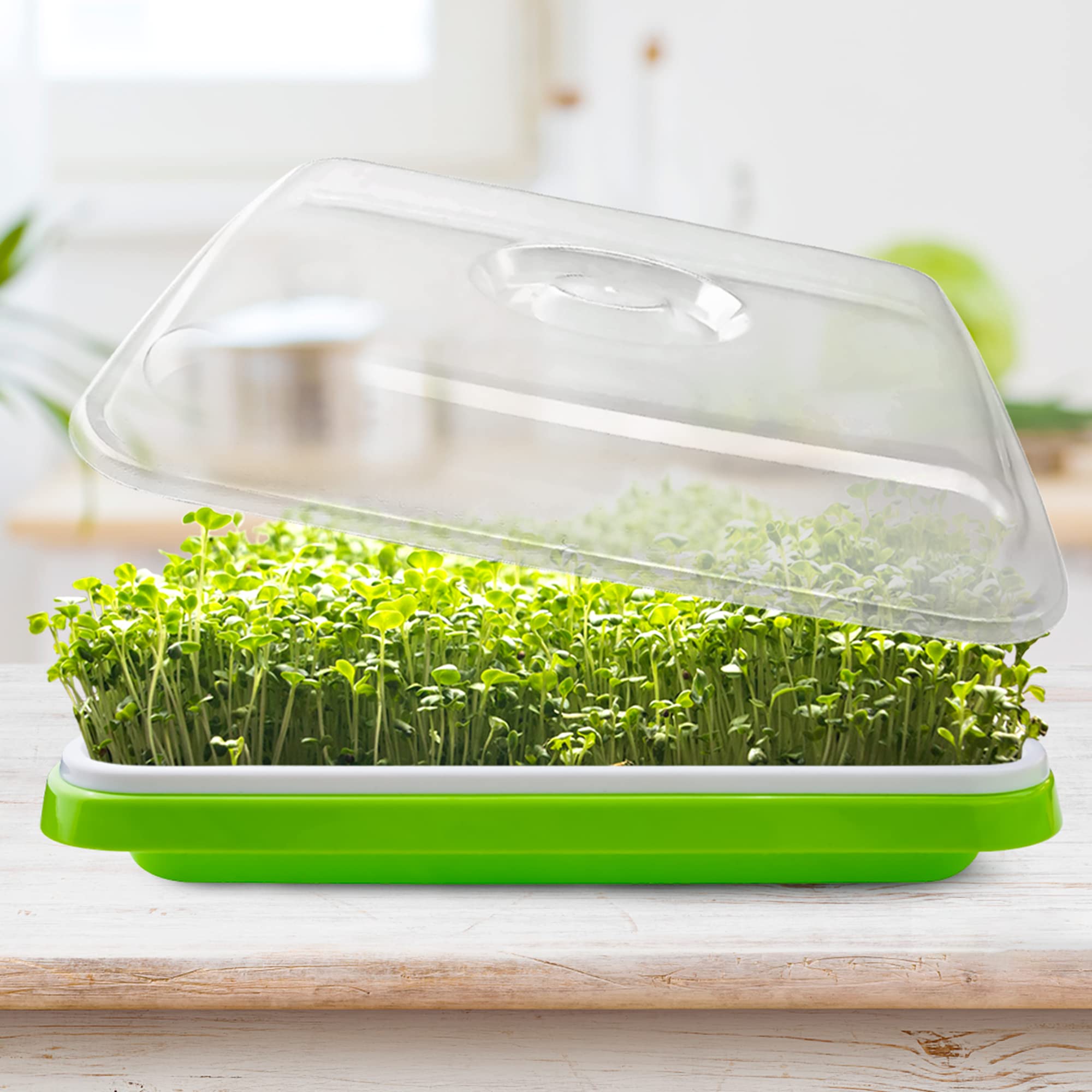 Lot de 5 plateaux de germination de graines avec trous de drainage, plateau d'herbe de blé sans terre avec couvercle, kit de germination des graines sans BPA, pour la maison et le bureau (vert)