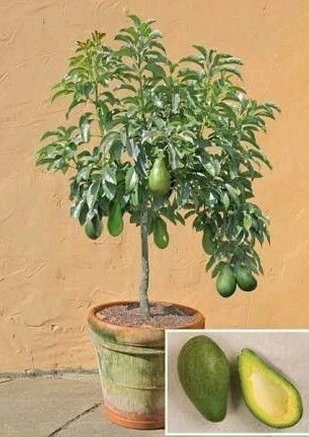 OhhSome Live Plant Butter Fruit (Avacado) Persea Americana Egg-Shaped E x otic Plants Garden Plant(1 Healthy Live Plant) (B09N95TZP2) Amazon Price History, Amazon Price Tracker