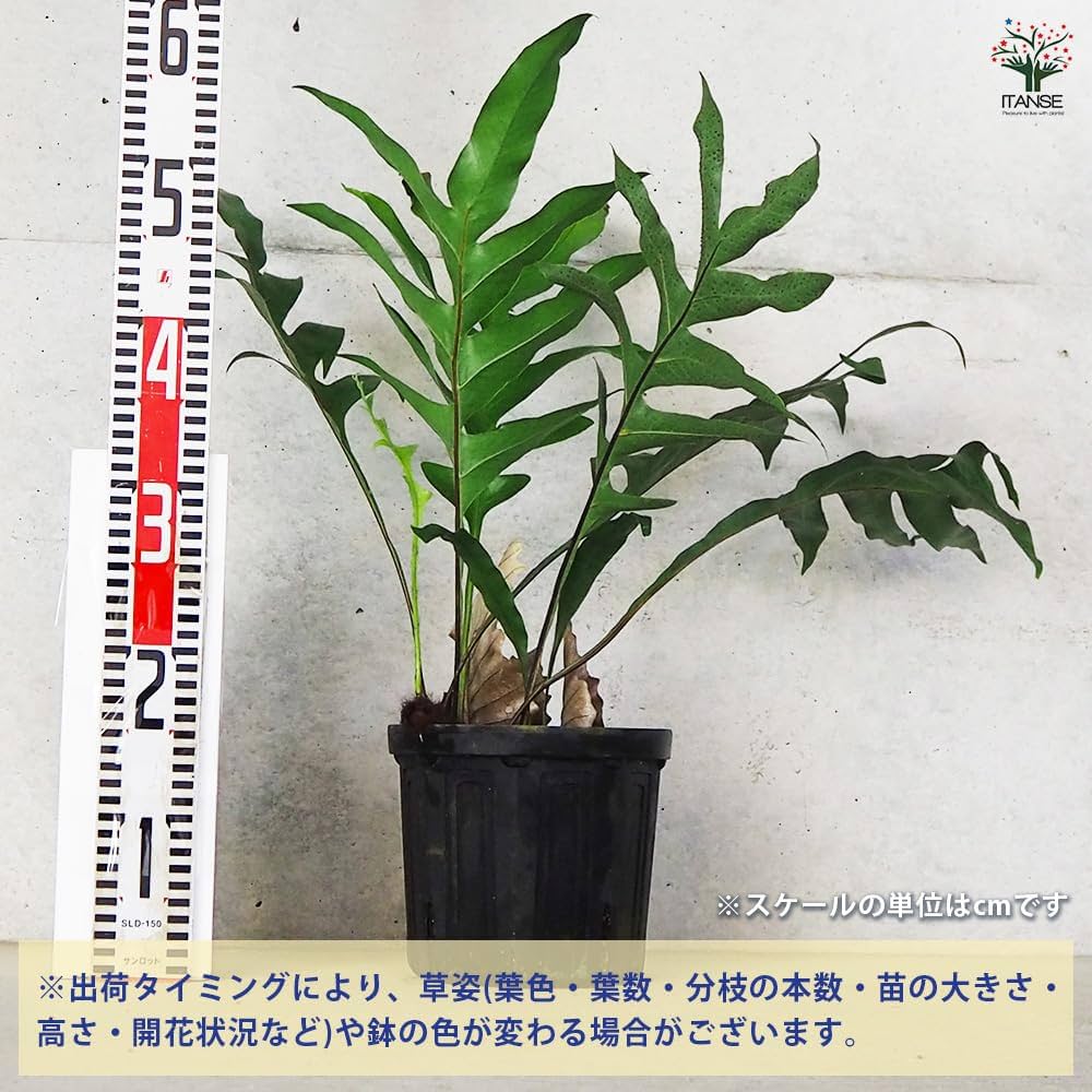 Amazon｜ITANSE ドリナリア クエルシフォリア 6号 1個売り