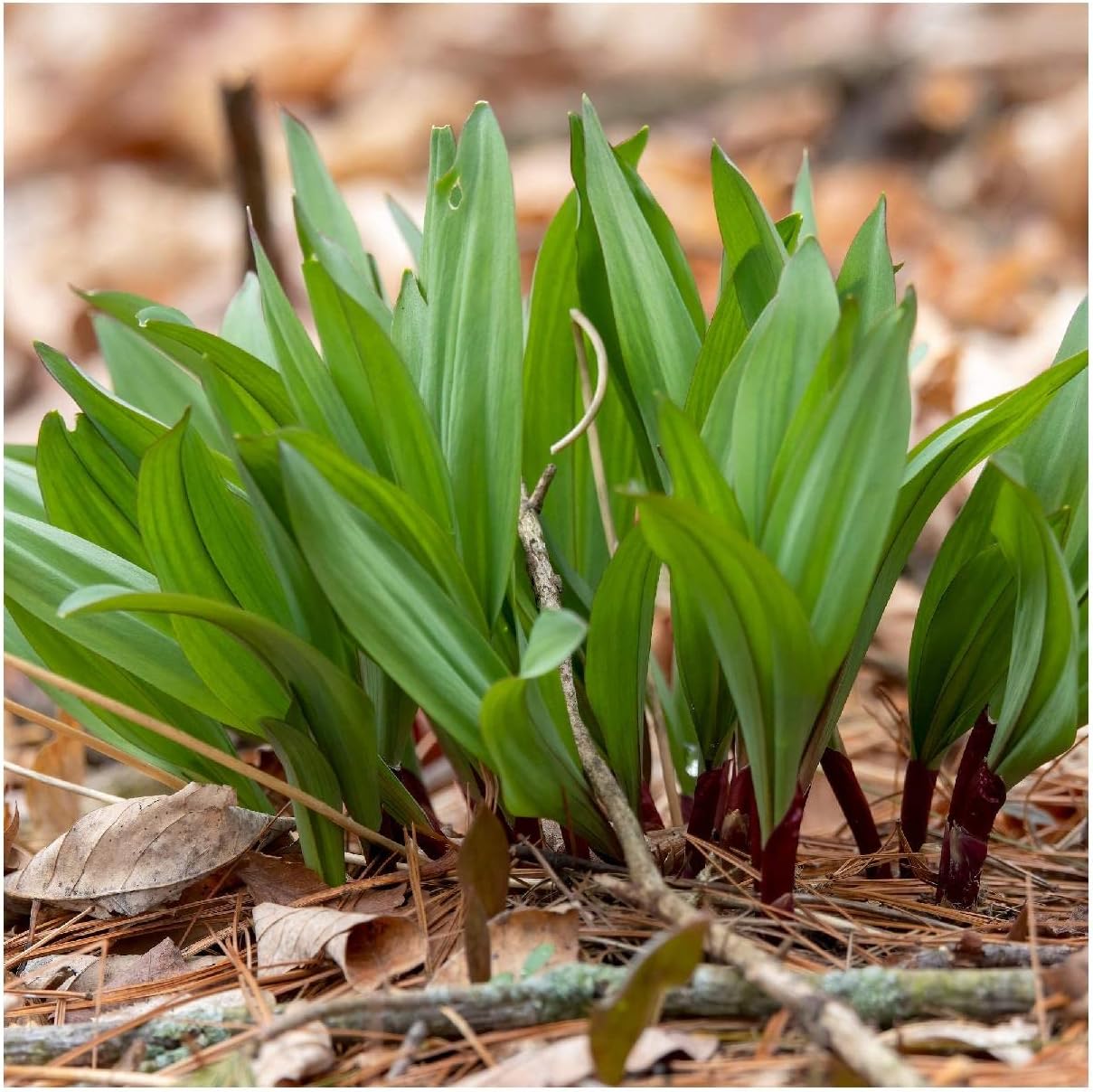 Everwilde Farms - 1 Oz Wild Leek Native Wildflower Seeds - Gold Vault