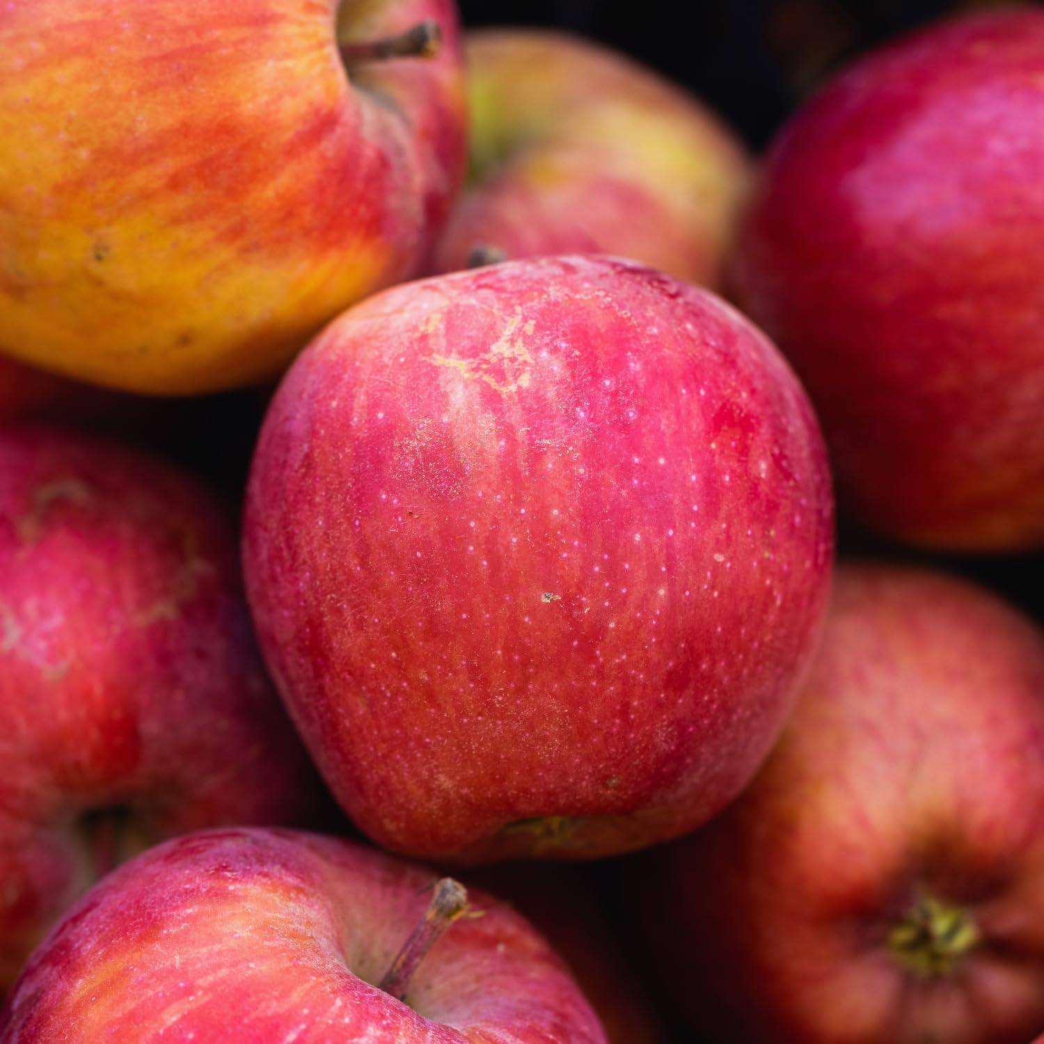 Apple Tree Live Plant, 2-3 Feet Tall, Sweet Apple Fruit Tree Plant, Apple Plant Live for Growing Backyard Orchard