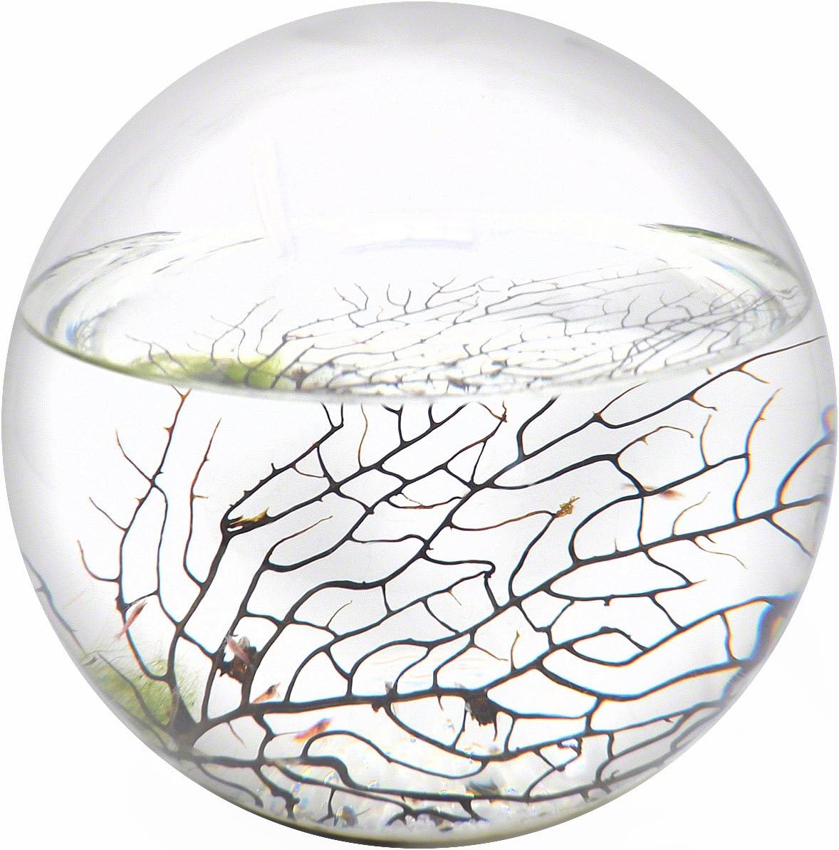 Closed Aquatic Ecosystem, X-Large Sphere
