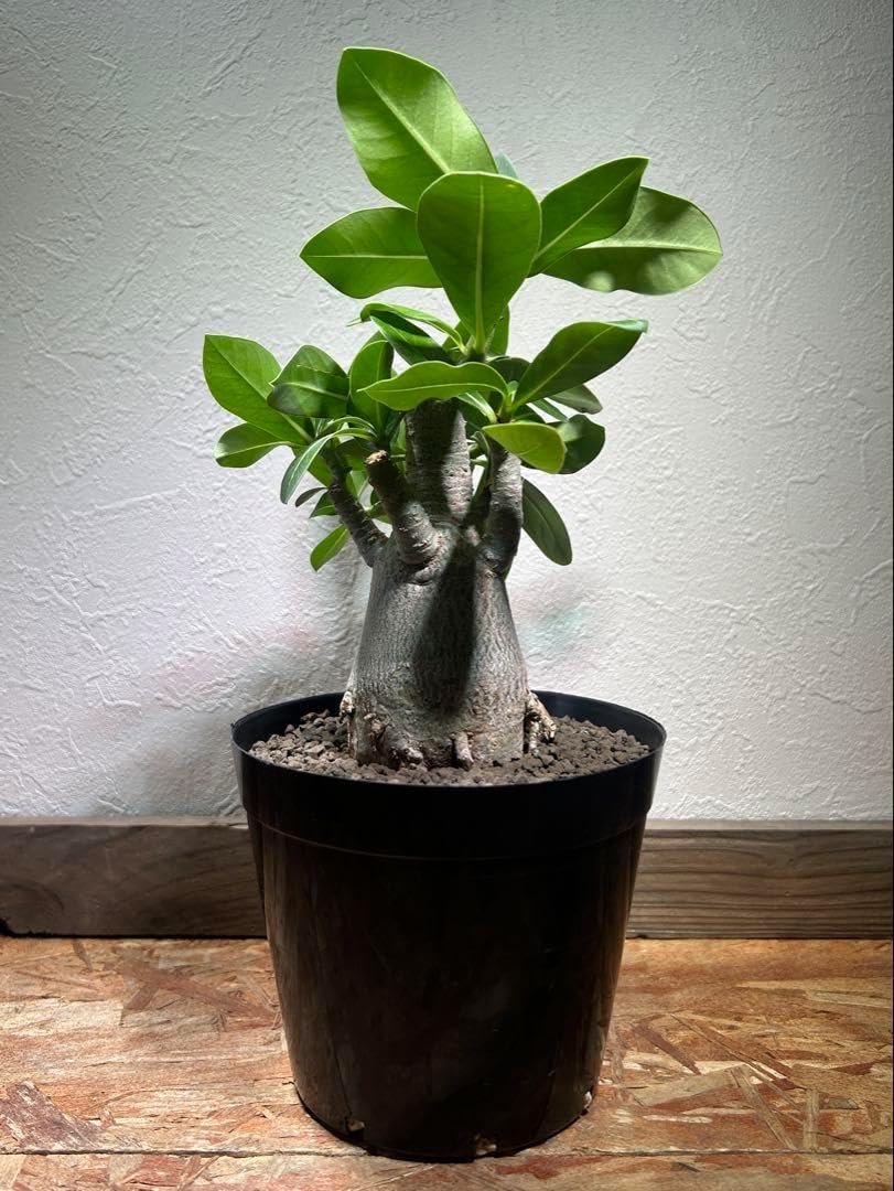 ムチムチ株】アガベ黒豹 オテロイチタノタ ムチムチ株】アガベ黒豹 ムチムチ株】アガベ黒豹 オテロイチタノタ ムチムチ株】アガベ黒豹