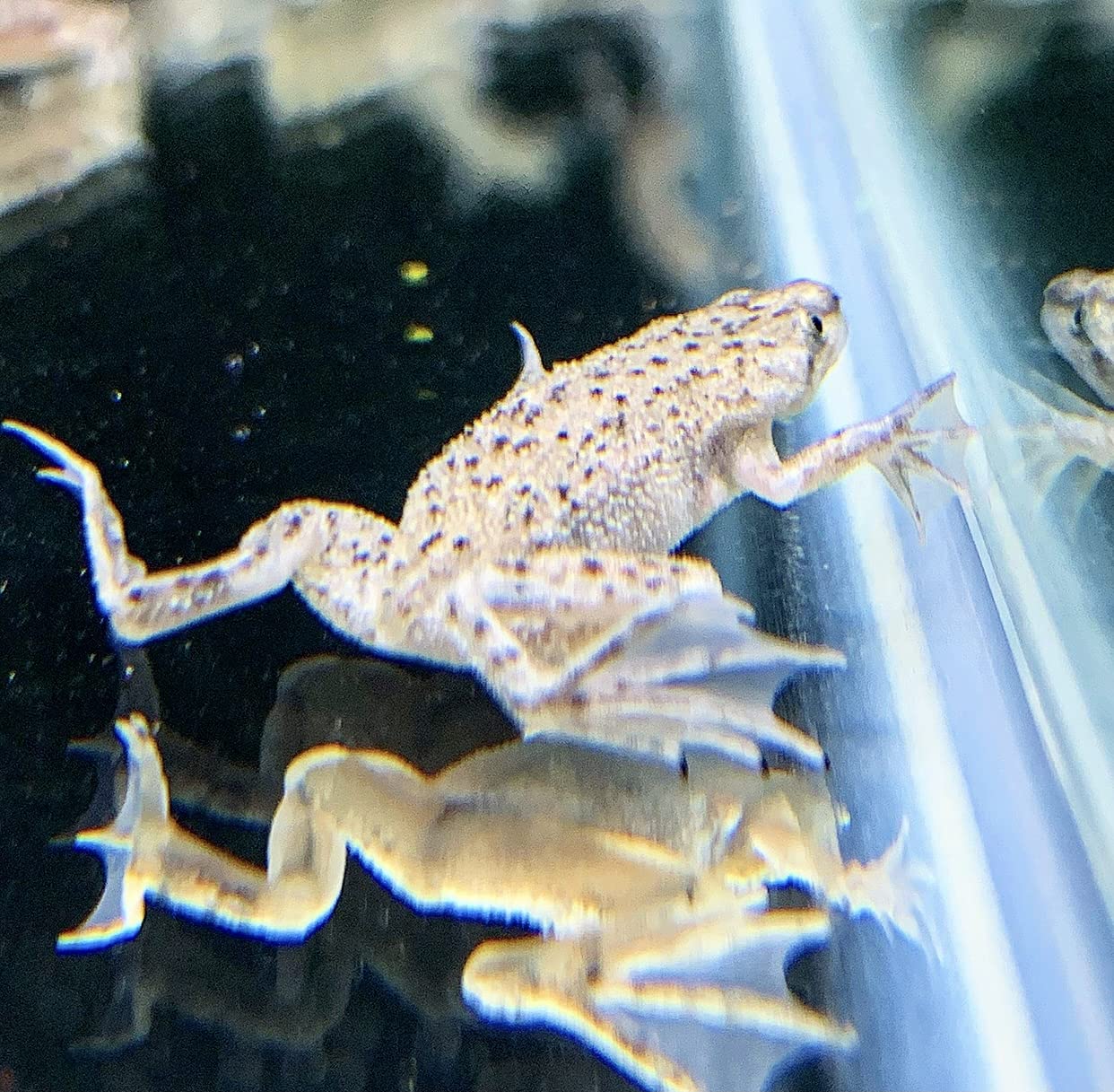 African Dwarf Frog (Hymenochirus curtipes) Live - Aquarium Plants